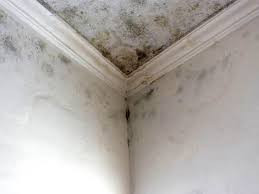 Professional Mold Inspection in Sac City, IA